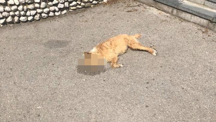 Otrovani kučići Otrovani kučići