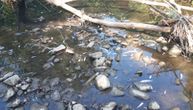 Mrtve ribe i sumnjiva pena plutaju Toplicom: Alasi ogorčeni, prizor kao iz horor filma (FOTO)