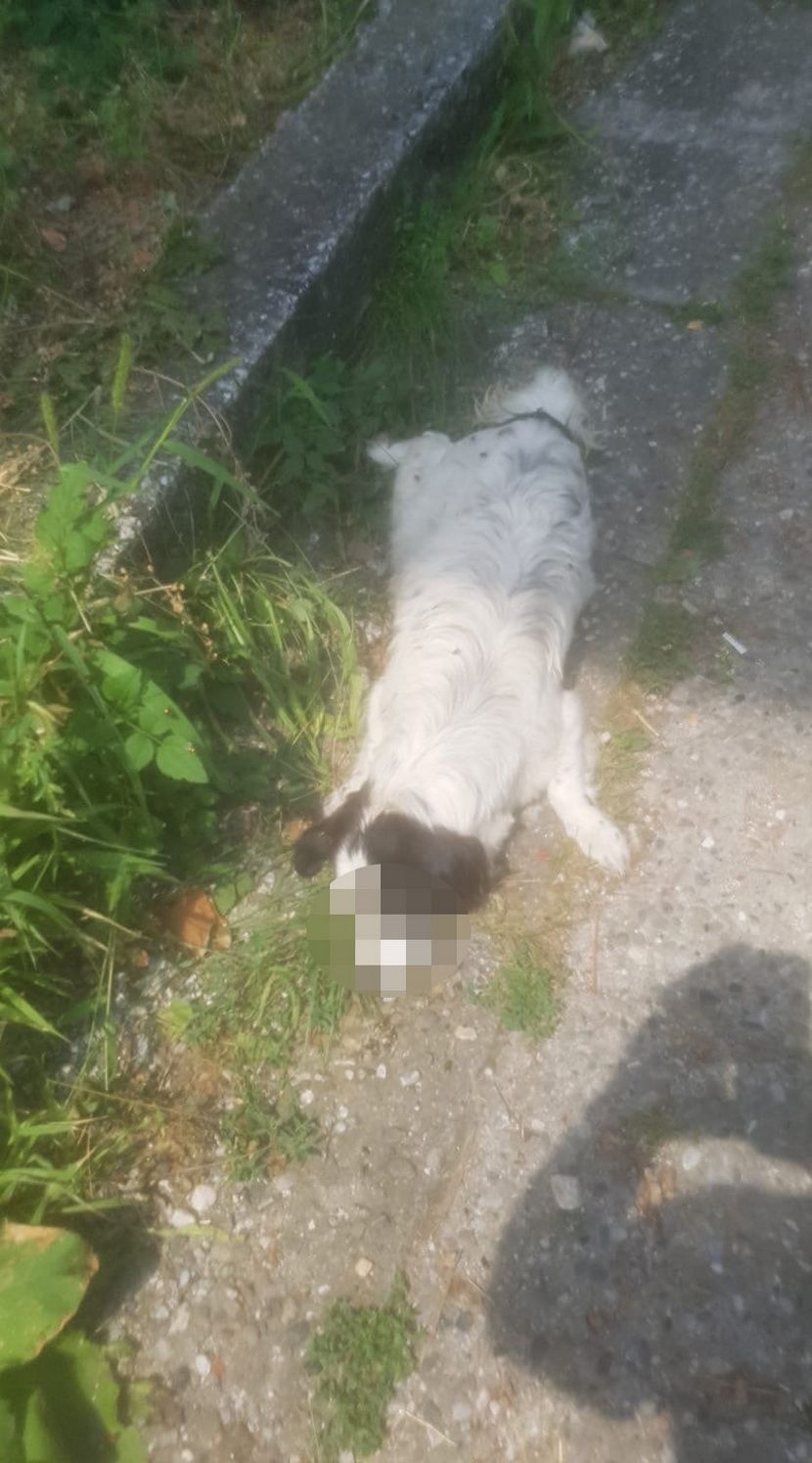 Otrovani kučići Otrovani kučići