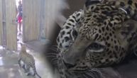 Rođaci otvorili vrata leopardu, on napao dečaka (2) i izujedao ga po licu (VIDEO)