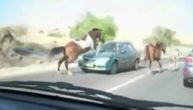 Haos na putu, sudar konja u petoj brzini i automobila (VIDEO)