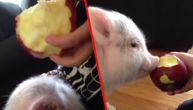 Prasence oduševljeno jabukom, mljacka da padneš sa stolice (VIDEO)