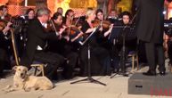 Kako je jedan pas ukrao šou Bečkom orkestru: Dok su oni svirali, publika je gledala u retrivera