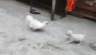 Em su mali, em su smešni! Jedna patka, dva šteneta i haos može da počne (VIDEO)