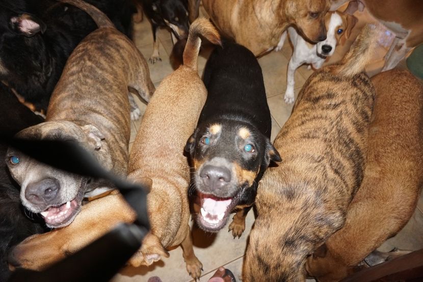 The Voiceless Dogs of Nassau The Voiceless Dogs of Nassau
