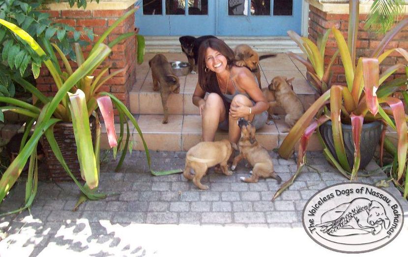 The Voiceless Dogs of Nassau The Voiceless Dogs of Nassau