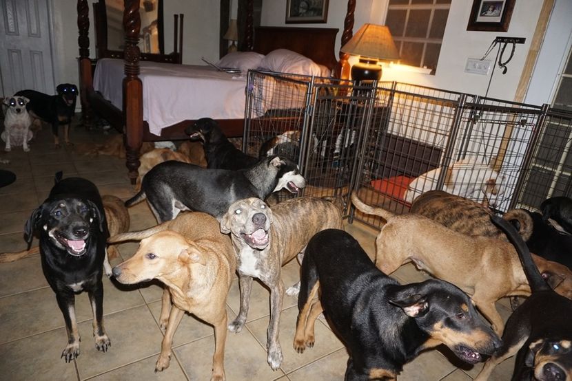 The Voiceless Dogs of Nassau The Voiceless Dogs of Nassau