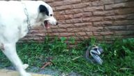 Već boj bije srce u junaka! Pas kidiše na zmiju, al' kidiše i ona na njega (VIDEO)