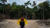 Alarmantno upozorenje stručnjaka: Krčenje šuma u Amazoniji može da dovede do novih pandemija