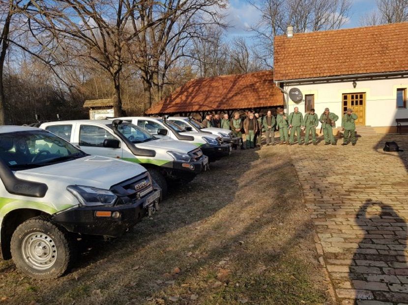 Divlje svinje Divlje svinje