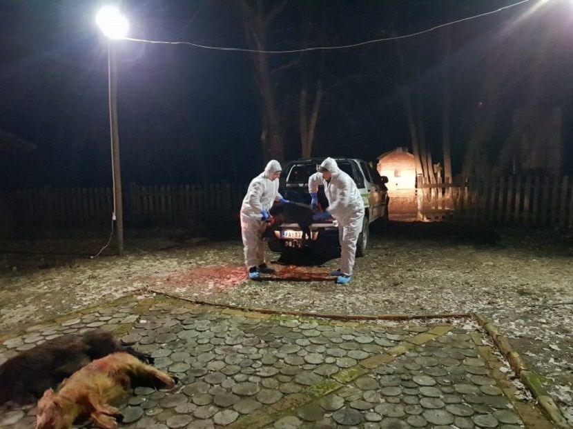 Divlje svinje Divlje svinje