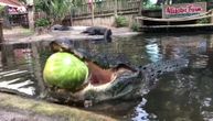 Da ti se prevrne želudac: Ovih nekoliko sekundi čine aligatora najopasnijim predatorom (VIDEO)