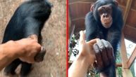 Ovom dečku je majmunče pravi prijatelj (VIDEO)