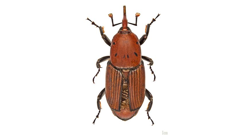 surlaš buba insekt Rhynchophorus ferrugineus MHNT surlaš buba insekt Rhynchophorus ferrugineus MHNT