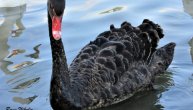 Crni labud atrakcija na Zemunskom keju: Potiče iz Australije, niko ne zna kako je došao u Beograd