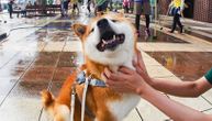 Upoznajte najsrećnijeg psa na Instagramu: Hači obožava maženje i slikanje u cveću (FOTO)