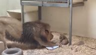 Dirljiv snimak lava koji prvi put vidi svoje mladunče i pokušava da ga pozdravi