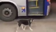 Svakoga dana u isto vreme jedan pas čeka na stanici: Potom ulazi u autobus da poseti drugara