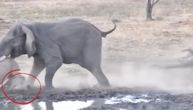 Žedni slon jurišao na majku i bebu nosoroga, mladunče umalo izgaženo u borbi