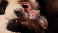 Panda ne zna da je rodila blizance, jer je tu uvek samo jedna beba: Čim se okrene, mladunče nestane
