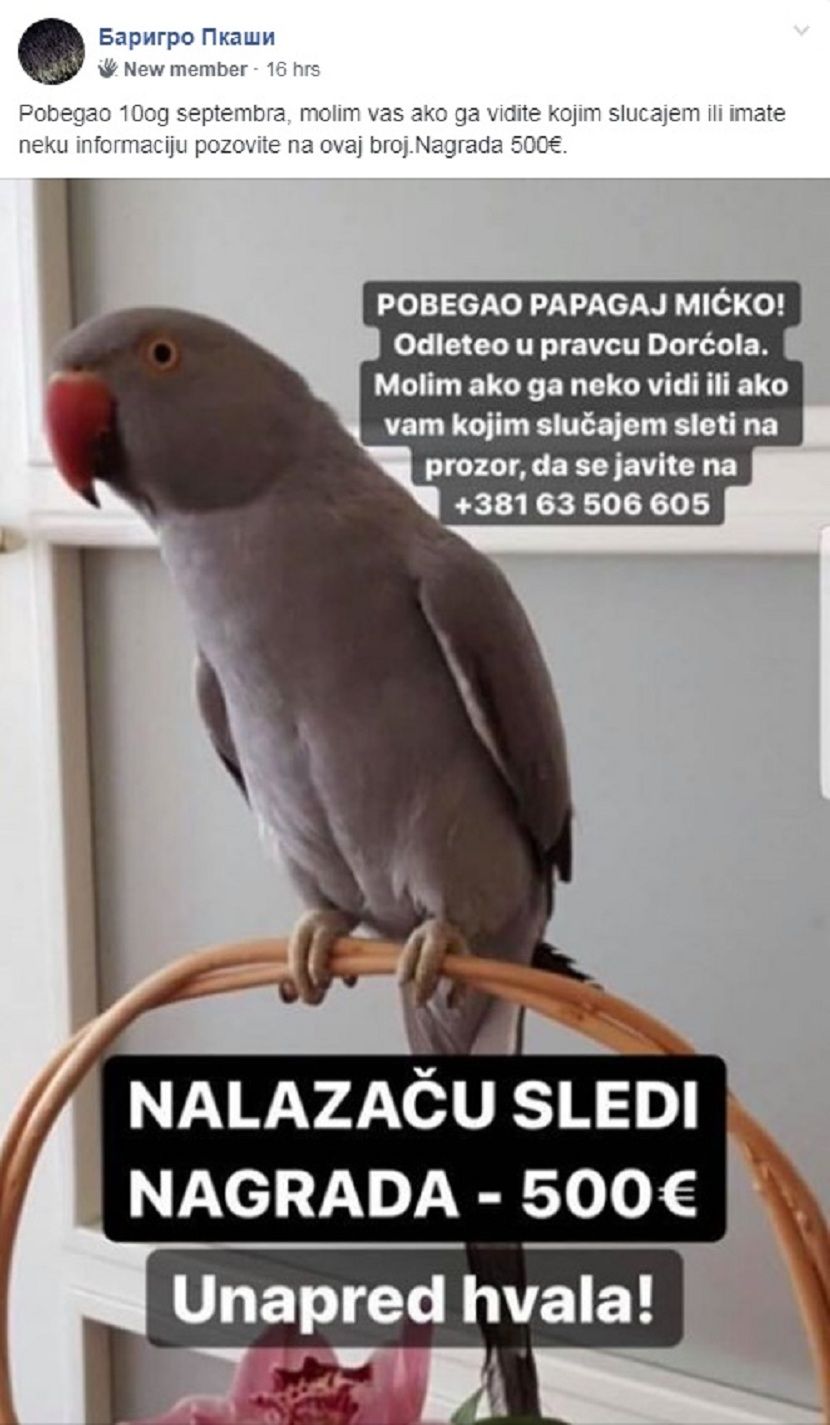 Papagaj Mićko Papagaj Mićko