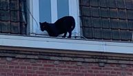 Mislili su da je mačor, ali ubrzo su se skamenili od straha: Krvoločni panter se šetao po krovovima