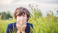 Spas od ambrozije: Narodni ruski lek koji će vam pomoći da suzbijete alergijsku reakciju