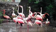 Jato flamingosa stiglo u Beograd: Jedna ptica je bila usamljena, ali sada je dobila društvo