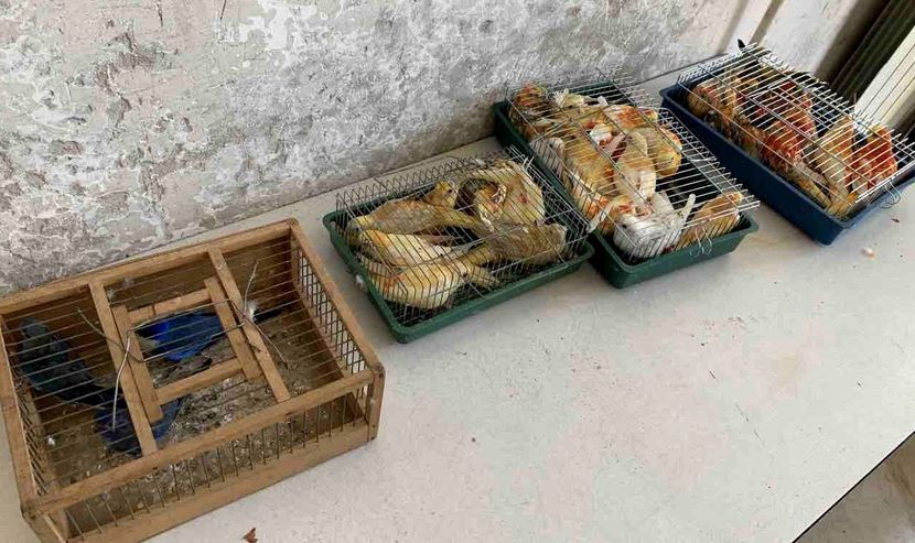 Krijumcarenje papagaja, Horgoš Krijumcarenje papagaja, Horgoš