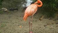 Flamingos pre 17 godina pobegao iz zoološkog vrta u Kanzasu: Konačno pronađen na obali mora u Teksasu