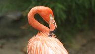 Flamingos se toliko zaledio, da nije mogao glavu da podigne, a onda se pojavio on