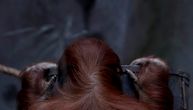 Radnici zoo-vrta šimpanzi stavili masku, pa ga terali da vozi bicikl i dezinfikuje prostor