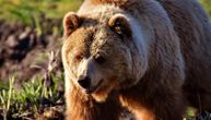 Malinare podno Kopaonika od lopova čuva medved: Meštani žele da ga nagrade jer im čuva crveno zlato