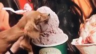 Neodoljiv neugojiv - jazavičar polizao sladoled sa bilborda