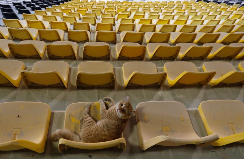 Svetsko prvenstvo u atletici, mačka, tribine, stadion, Doha 2019 Svetsko prvenstvo u atletici, mačka, tribine, stadion, Doha 2019