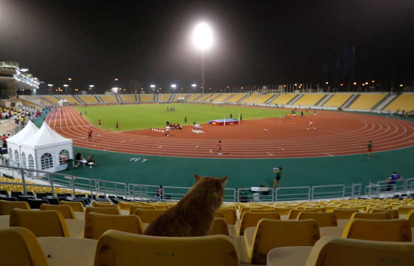Svetsko prvenstvo u atletici, mačka, tribine, stadion, Doha 2019 Svetsko prvenstvo u atletici, mačka, tribine, stadion, Doha 2019