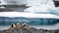 Zeleni sneg na Antarktiku: Širi se zbog klimatskih promena i biće ga sve više