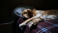 3 faktora o koja morate dobro razmisliti pre nego što dozvolite psu da spava sa vama
