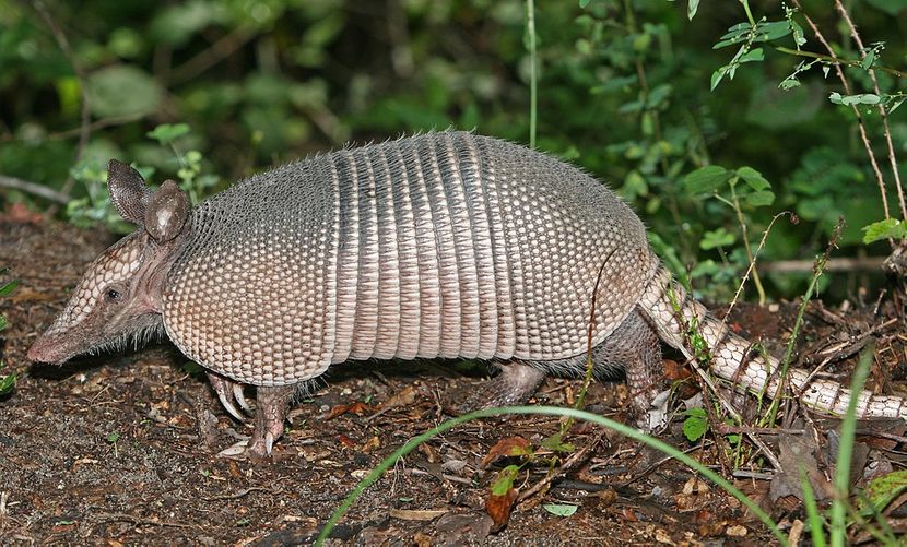 Devetopojasni oklopnik - armadilo Devetopojasni oklopnik - armadilo