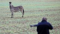 Zebra pobegla iz cirkusa, izazvala sudar na auto-putu, pa morala da bude upucana
