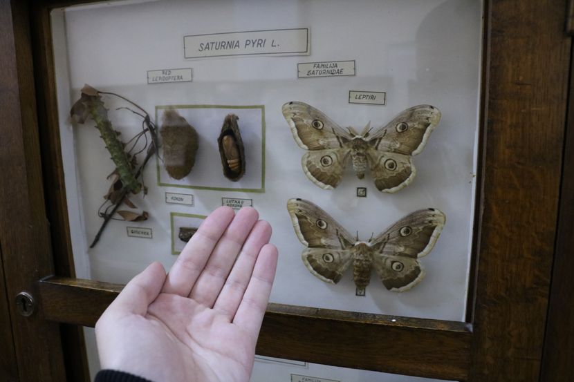 Insekti Insekti