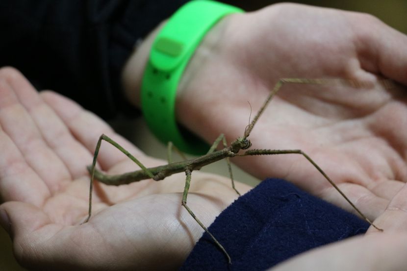 Insekti Insekti
