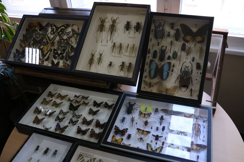 Insekti Insekti