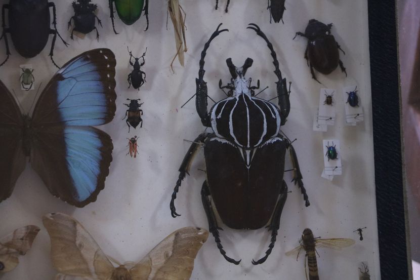 Insekti Insekti