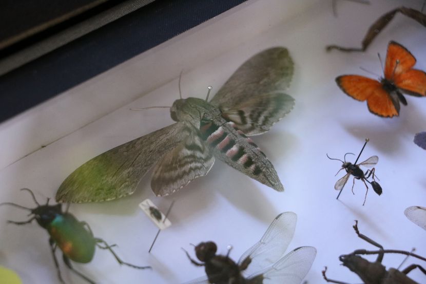 Insekti Insekti