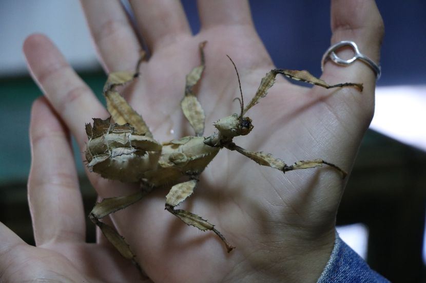 Insekti Insekti