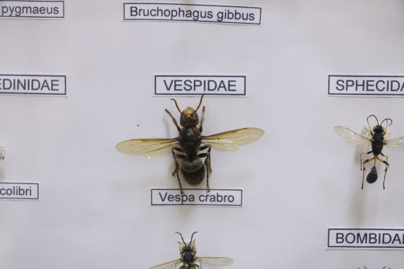 Insekti Insekti