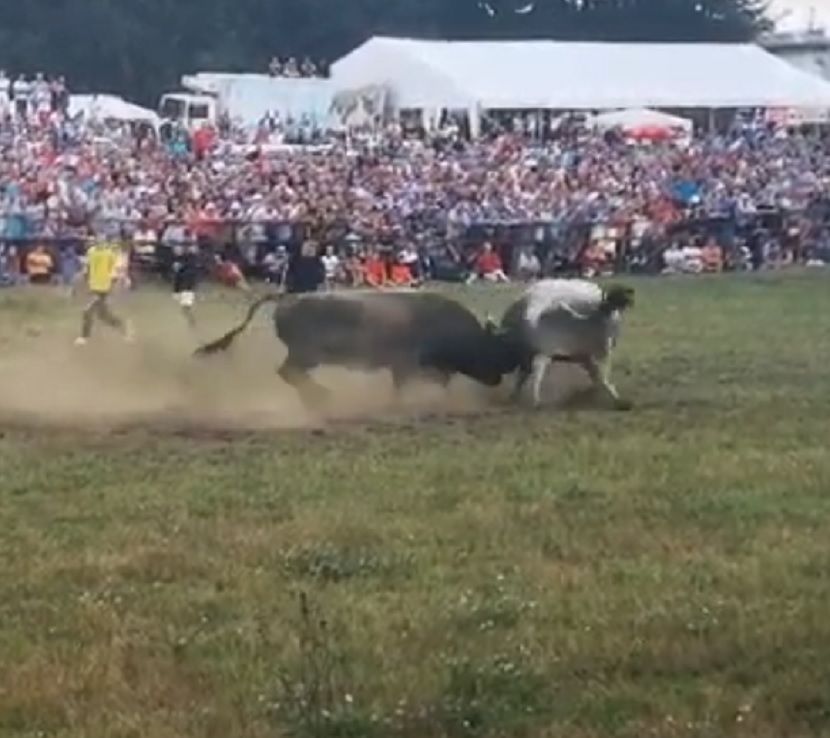 Bik Žujica Bik Žujica