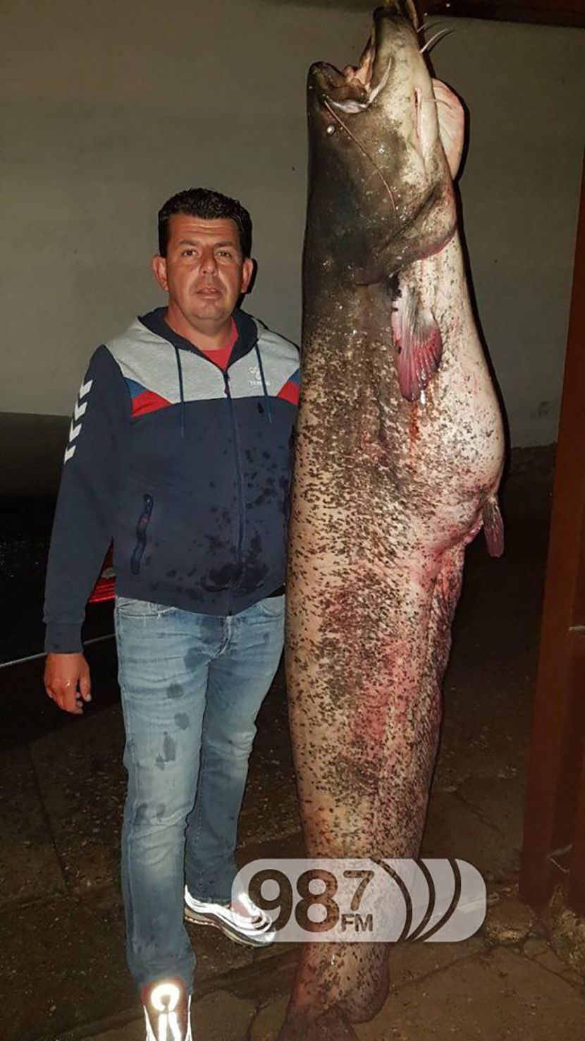 Dzinovski somovi kod apatina Dzinovski somovi kod apatina