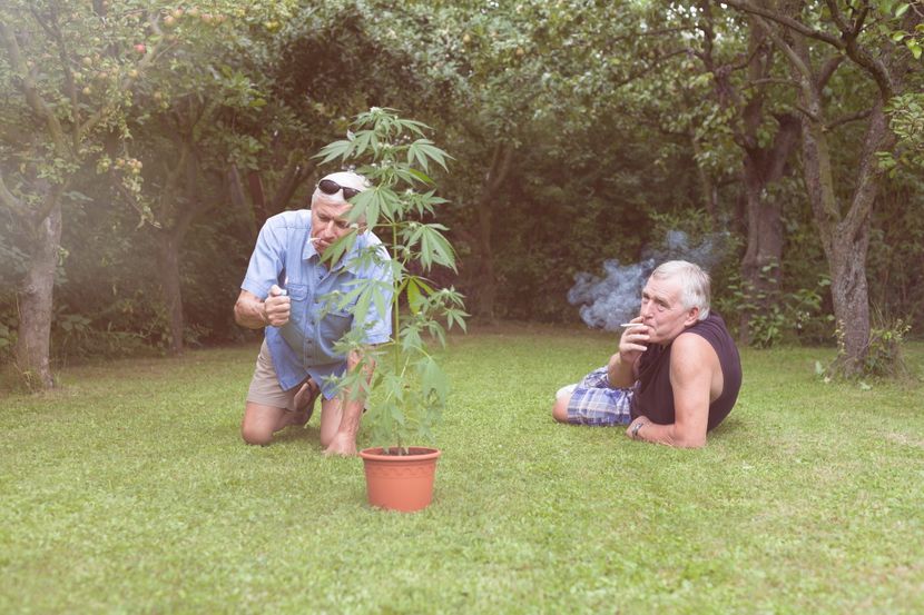 Marihuana, kanabis, stariji muškarac, deda, droga Marihuana, kanabis, stariji muškarac, deda, droga